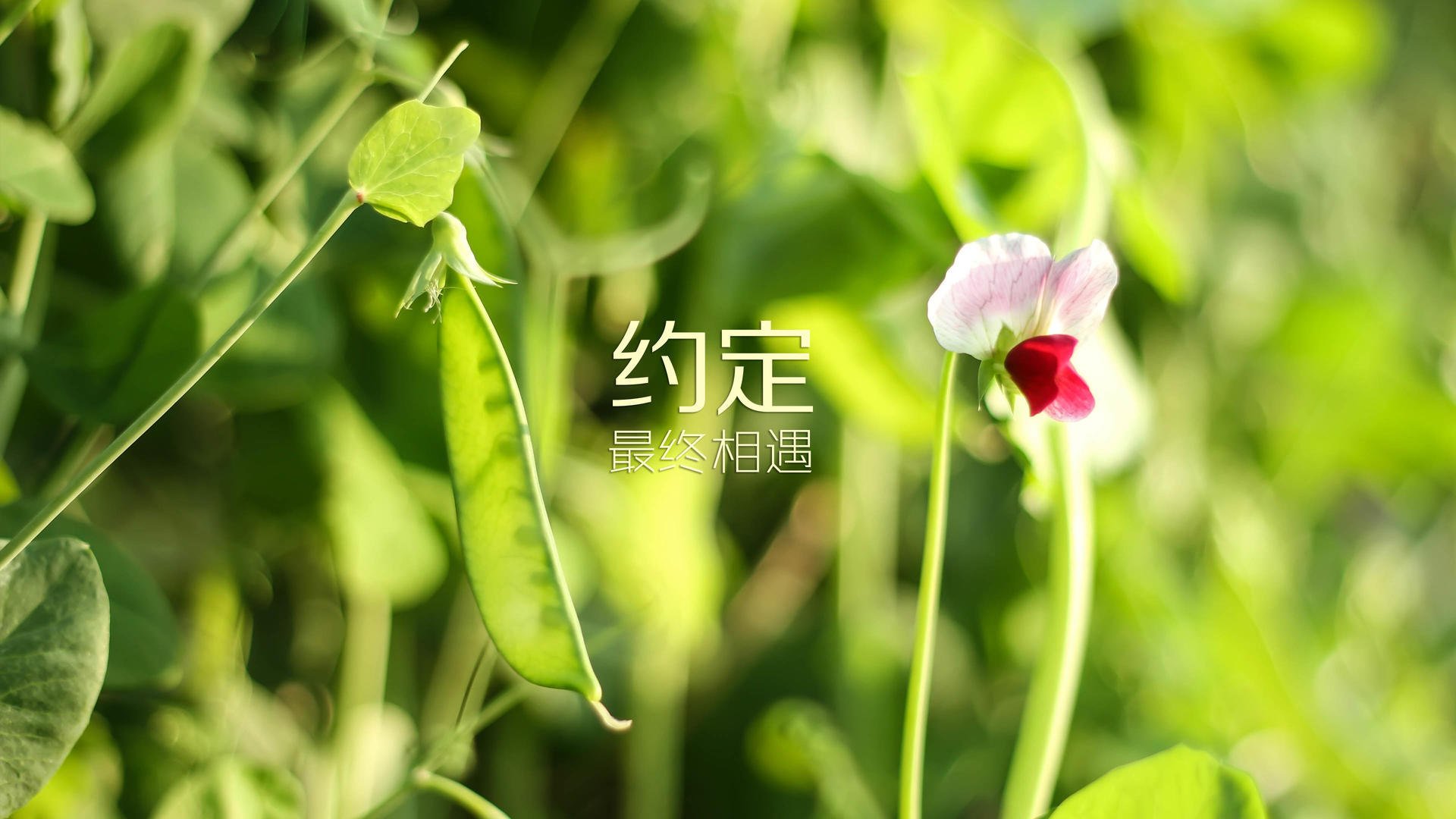 河床签下国际新星