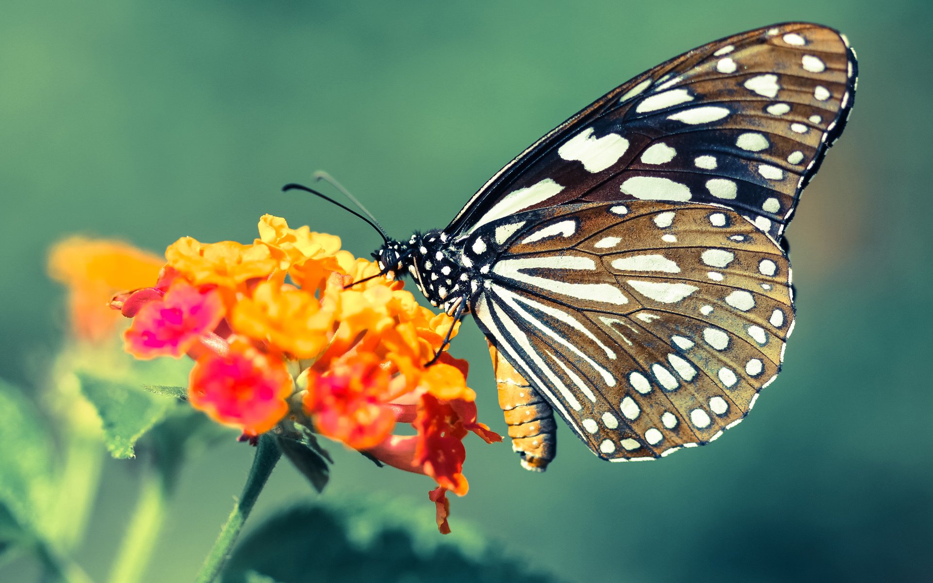 节奏狂欢:欧洲联赛中最快的进攻节奏