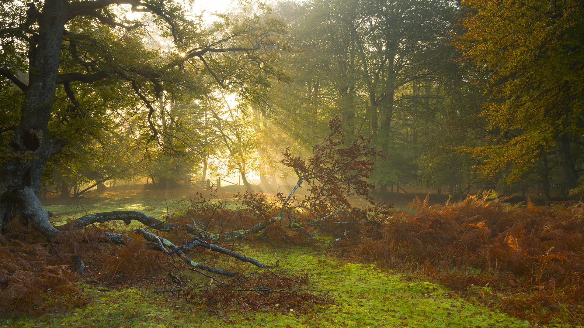 爱游戏体育平台-印度赛制的演变：从地区性赛事到国际化发展，印度40强赛