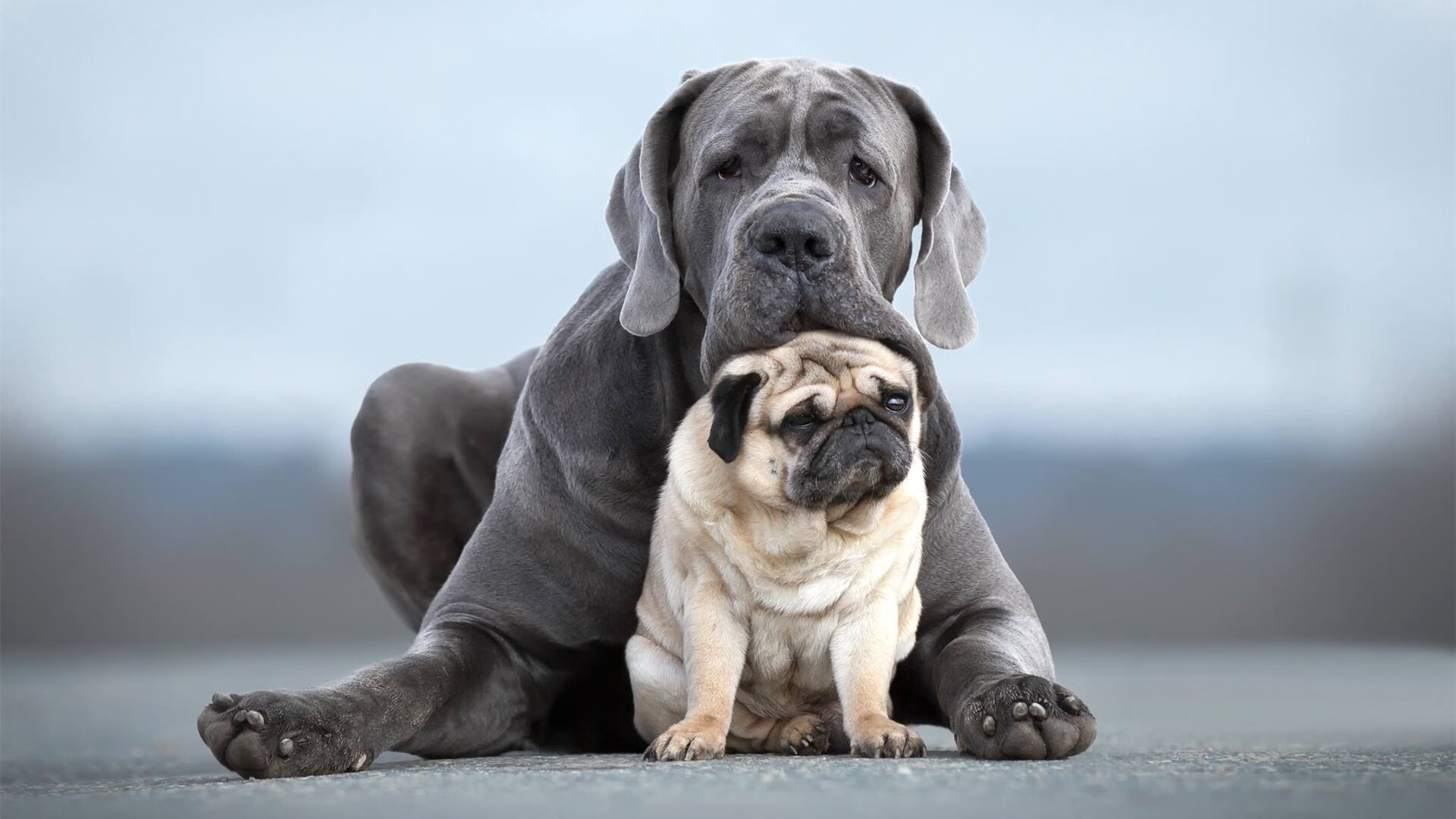 博卡后卫出球被迫频繁回传,博卡的主场是哪个球场