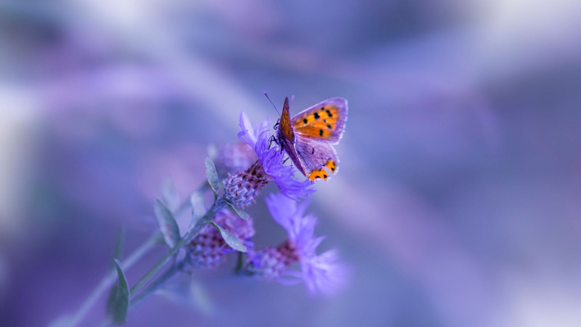 世界杯预选赛进入关键阶段,争夺晋级名额激烈异常,世界杯预选赛 晋级