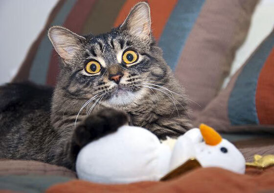 希腊女篮在国际比赛中稳步提升，迈向奥运