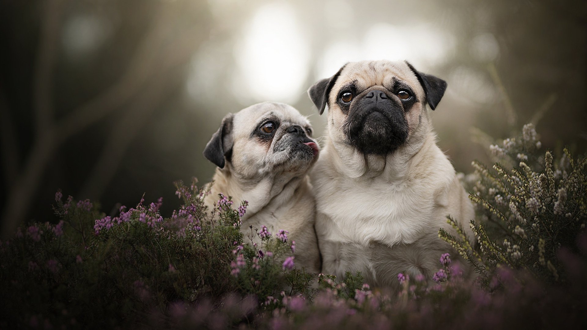 格鲁吉亚女篮在欧洲锦标赛中夺冠，体育实力不断爬升，格鲁吉亚赛程
