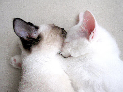 格鲁吉亚女篮在欧洲锦标赛中夺冠，体育实力不断爬升，格鲁吉亚赛程