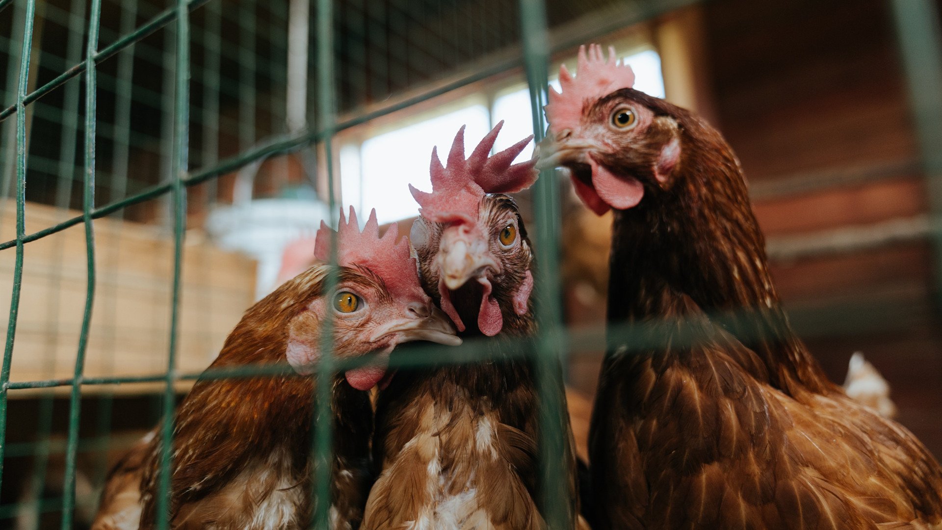 爱游戏登录入口-蝶泳赛场比利时选手爆发力强，蝶泳比赛视频200米