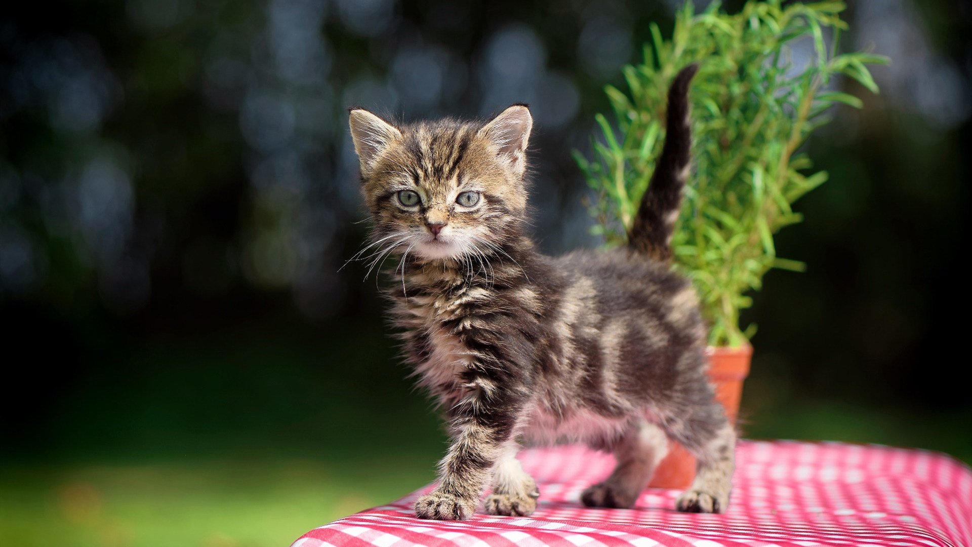 爱游戏中国官方登录入口网站-青少年篮球比赛引入专业裁判提升规范化，青少年篮球锦标赛